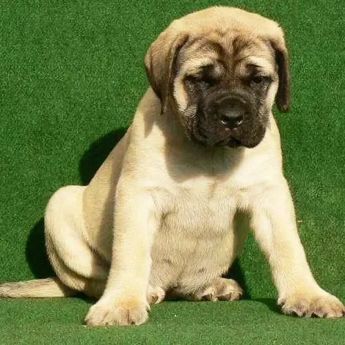 Simba