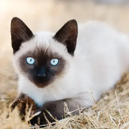 Seal Point Siamese