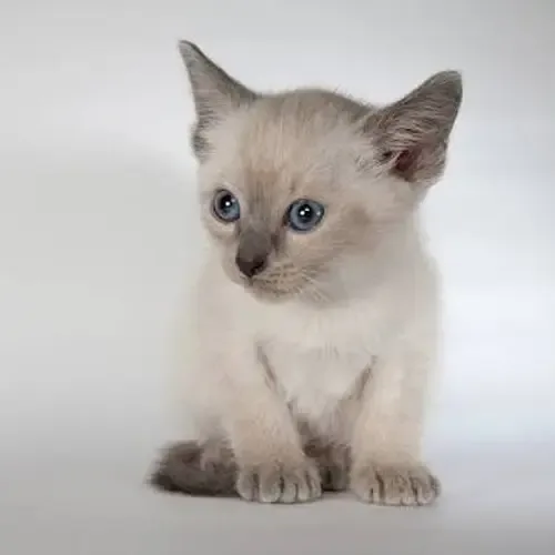 Blue Point Ragdoll