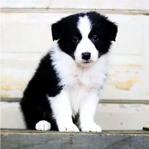 Skye