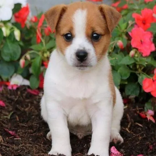 Tan Jack Russell