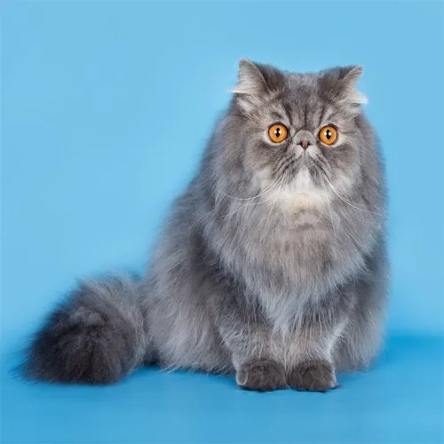 Solid Blue Persian