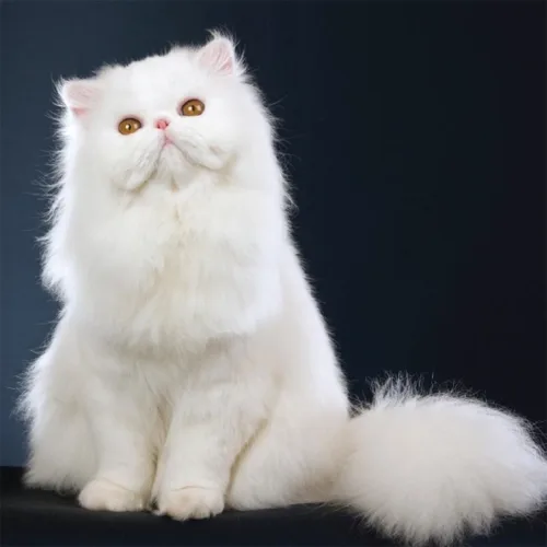 Solid White Persian