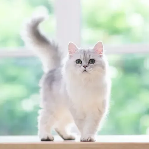 Silver Shaded White Persian