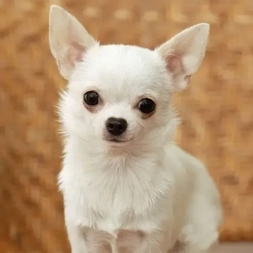 White Chihuahua