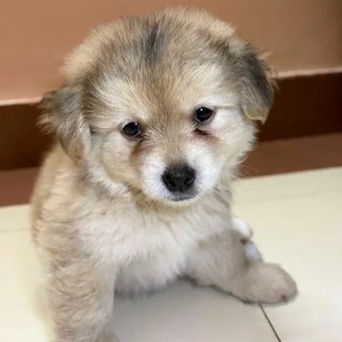 Cream German Spitz