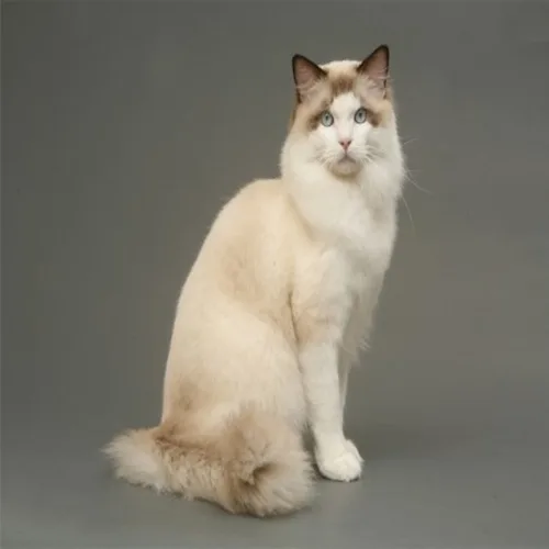 Seal Bicolor Ragdoll