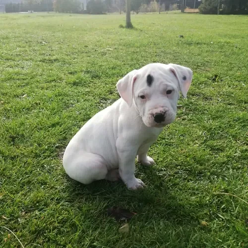 White Dogo Argentino