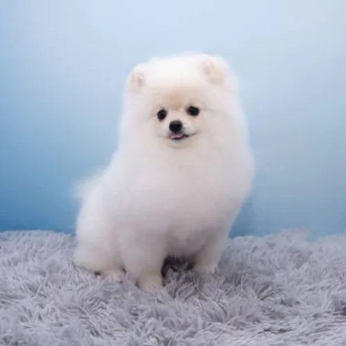 Sugar