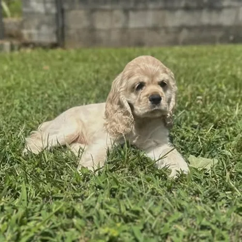 Sunny