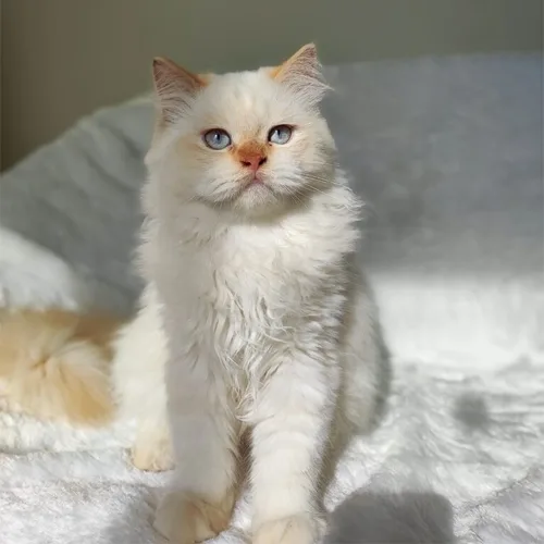 Flame Point Ragdoll