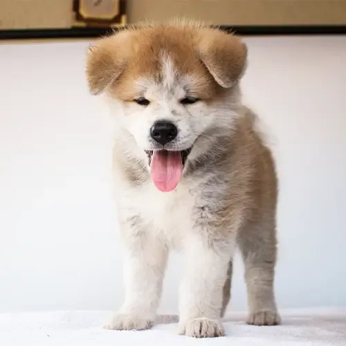 Cream Sable & White Akita