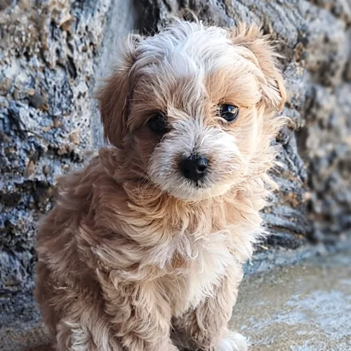 Teddy