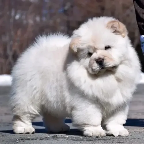 Teddy