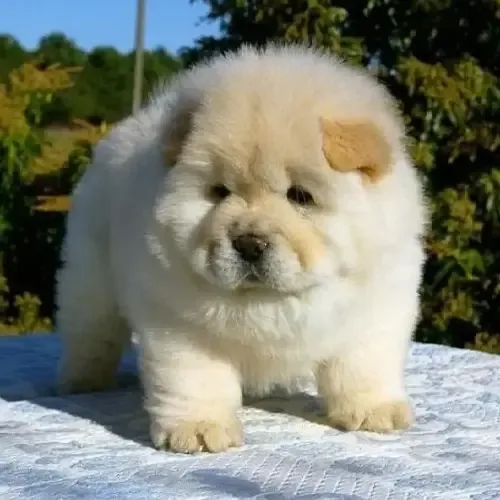 Cream