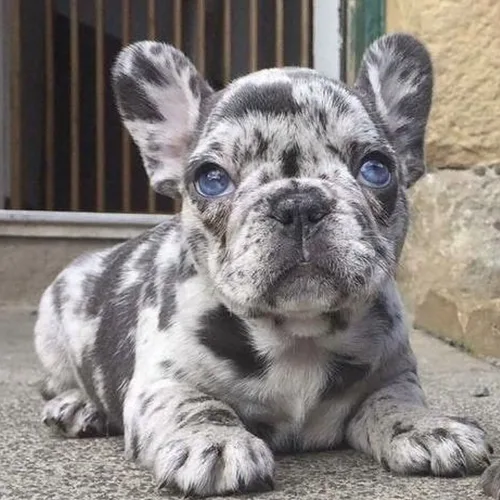 Teddy