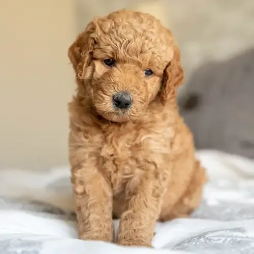 Teddy