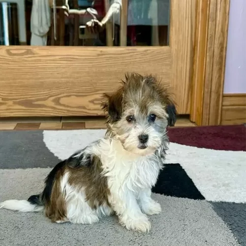 Silver & White Havanese