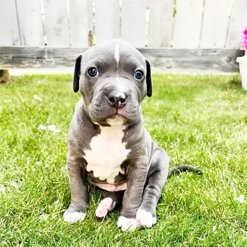 Titan