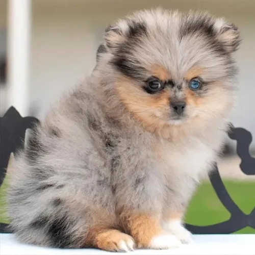 Grey shaded German Spitz