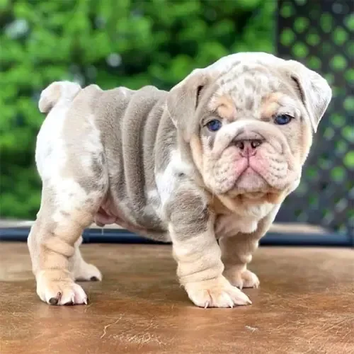 Piebald Bulldog