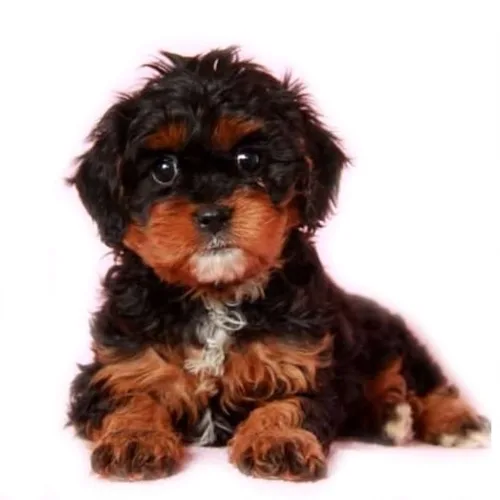 Tri-color Cavapoo