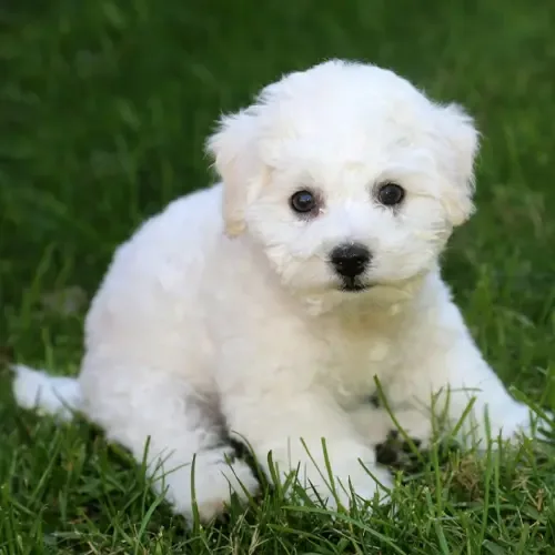 Toby