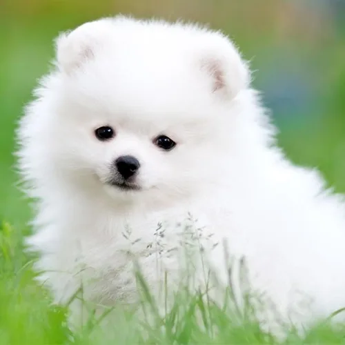 Toby