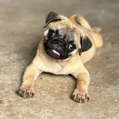 Toffee