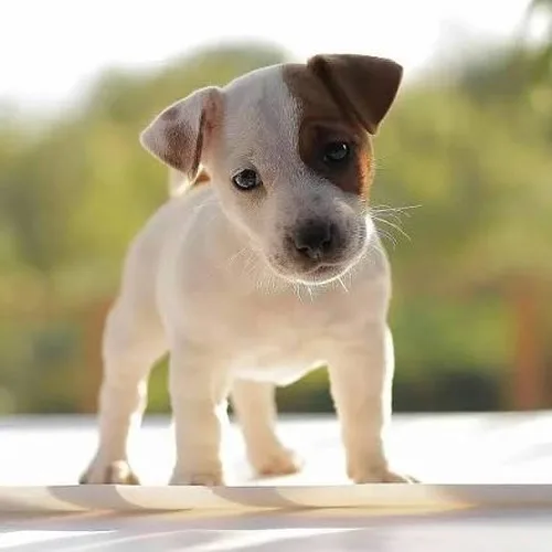 Tan Jack Russell