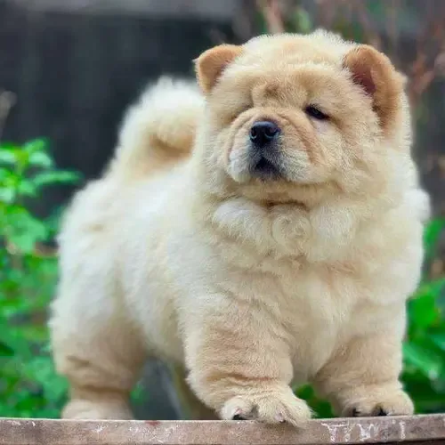 Tundra