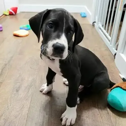 Victor
