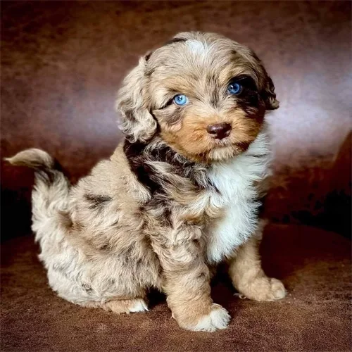 Chocolate Merle and White Cockapoo