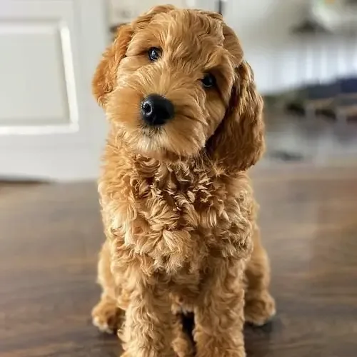 Waffles