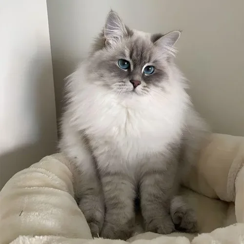 Blue Lynx Point Ragdoll