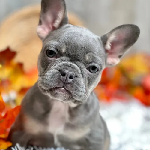 Winston