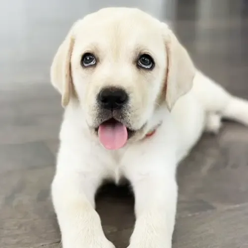 Winston