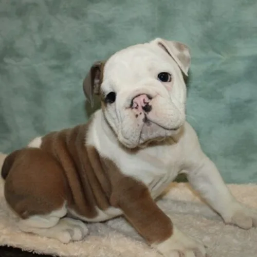 Winston