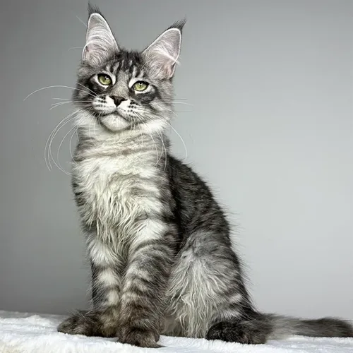 Silver Tabby Maine Coon