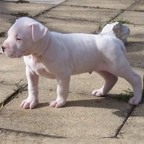 White Dogo Argentino