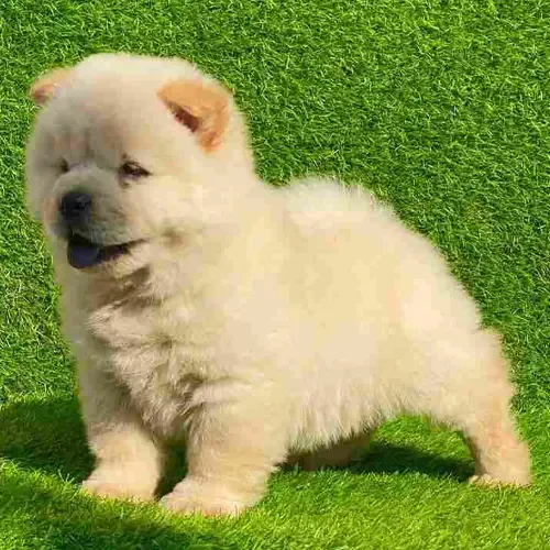 Yuki