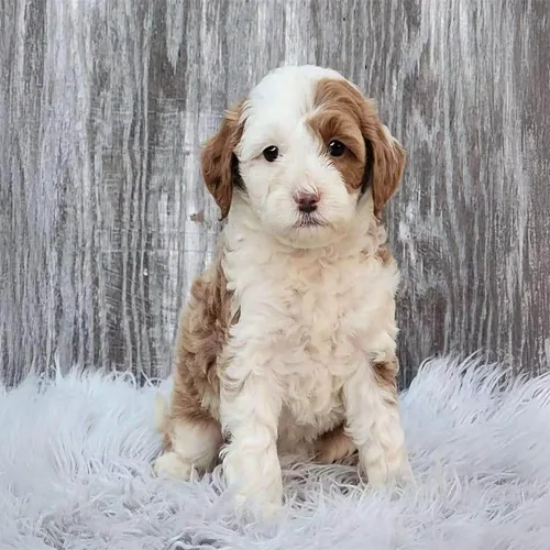 Parti Cavapoo
