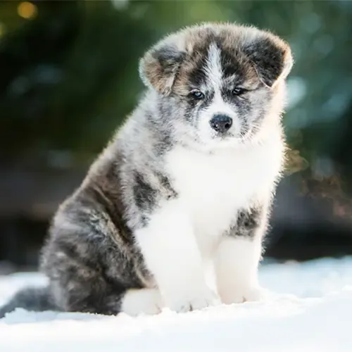 Yuki