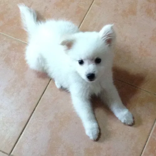 White German Spitz