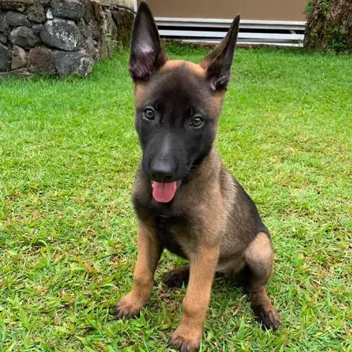 Ziva