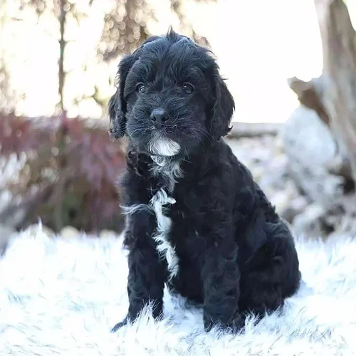 Tuxedo Cavapoo