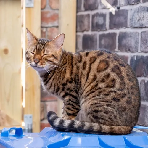 Brown Spotted Bengal