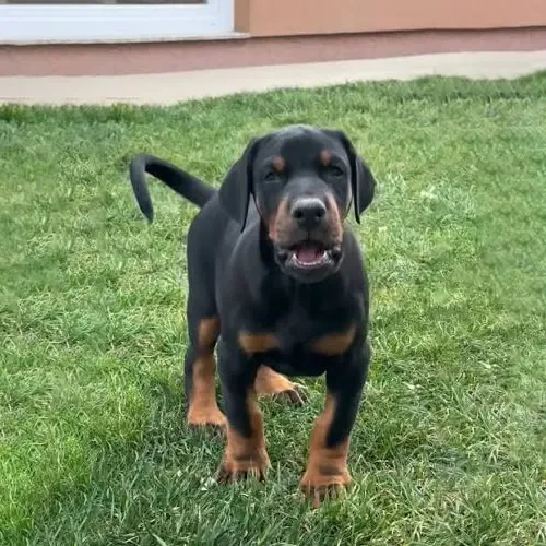 Zeo