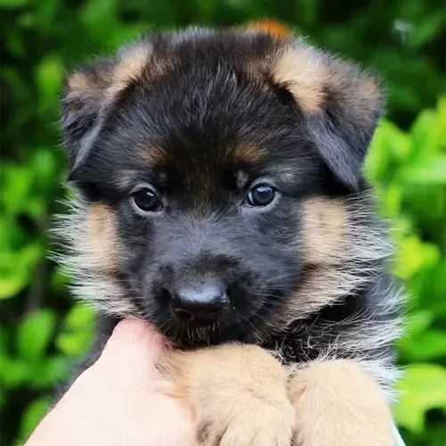 Zorro